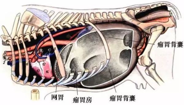 牛4个胃都有什么功能容易发生哪些疾病