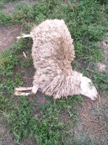 羊从发病到死亡就几个小时,是怎么回事?