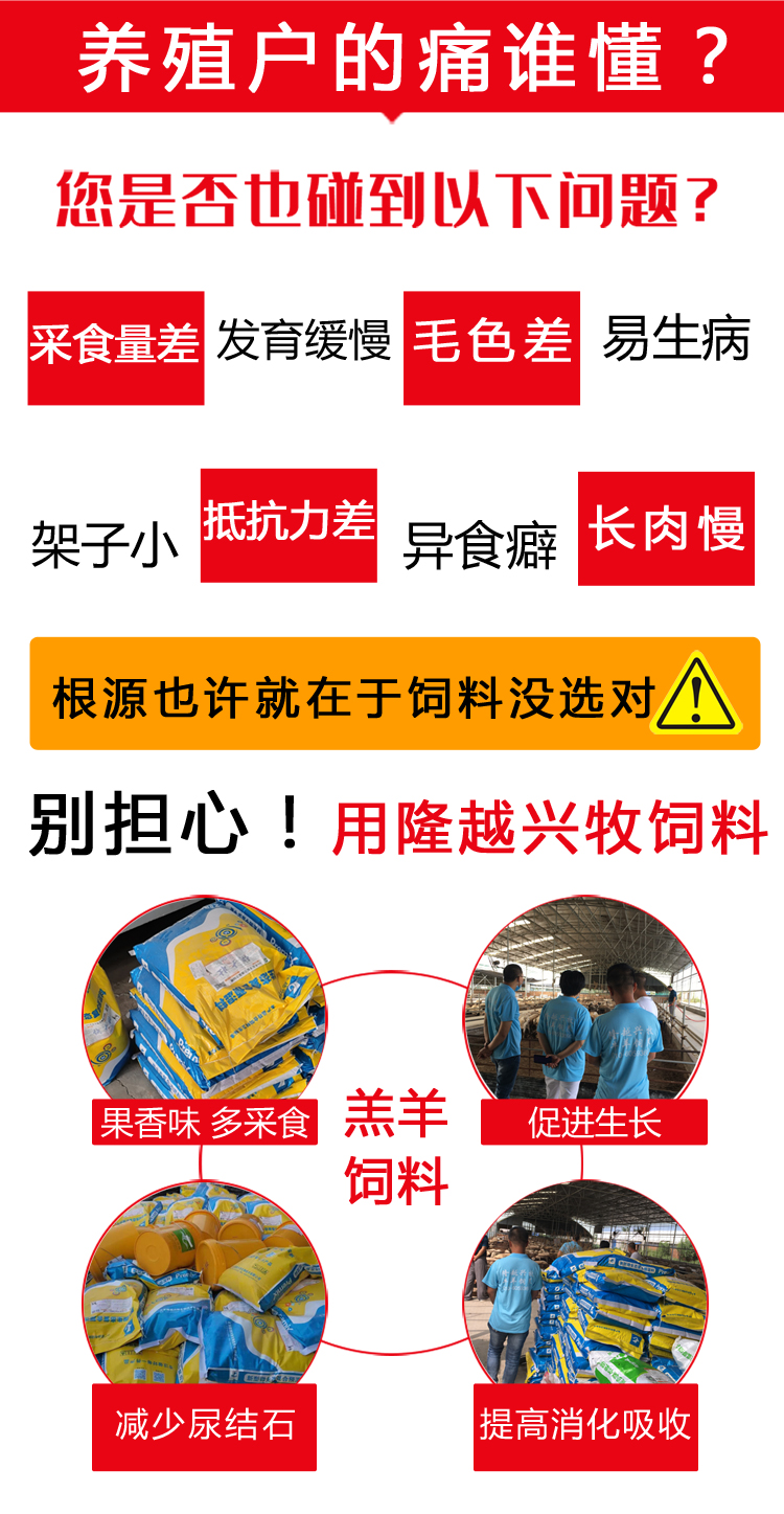 4%生长羊_01.jpg