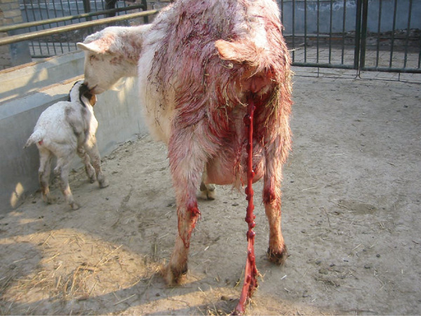 图1-44 流产的母羊胎衣滞留图1-45 胎盘水肿,出血图1-46 心外膜出血