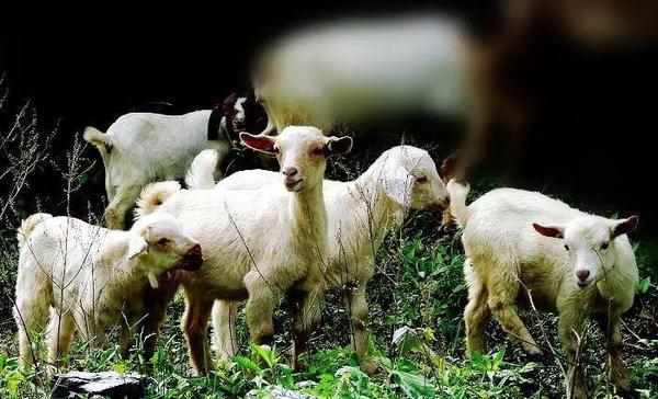 春天羊易发这8种病,学会预防和治疗能减少死亡