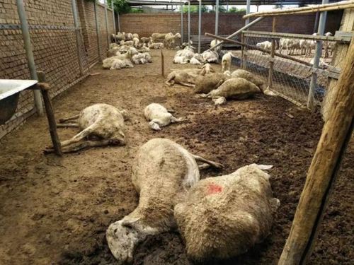 提醒近日羊肠毒血症多发没做三联四防的赶紧做