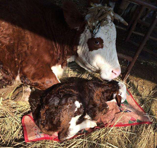 冬季初生的犊牛该怎么管理?