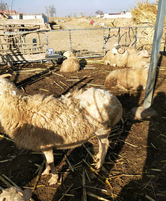 3,真菌:就是癣病,一般就是圆形脱毛,一个圈圈,上面许多皮屑,像有一层