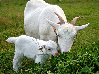 羊吃什么草长得最快须知