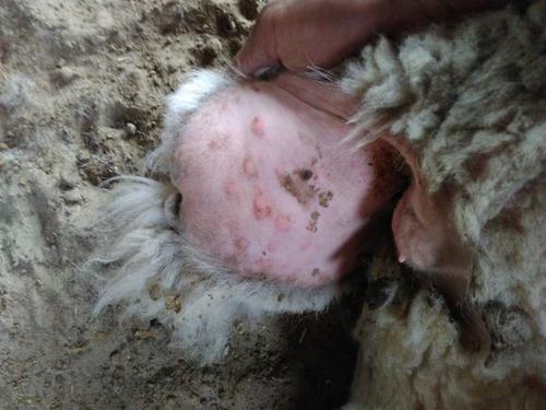 羊疥螨虫病的症状图片图片