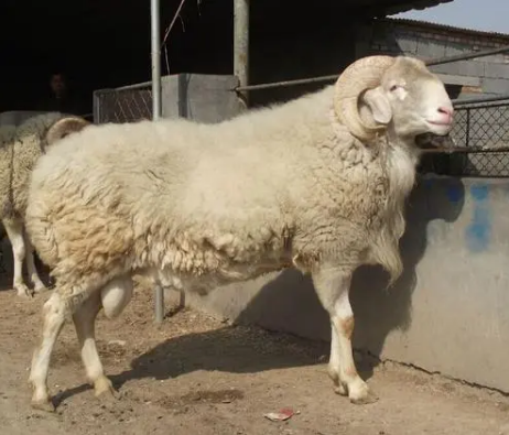 28,西藏羊西藏羊又称"藏羊"或"藏系羊",是我国古老的绵羊品种,数量多