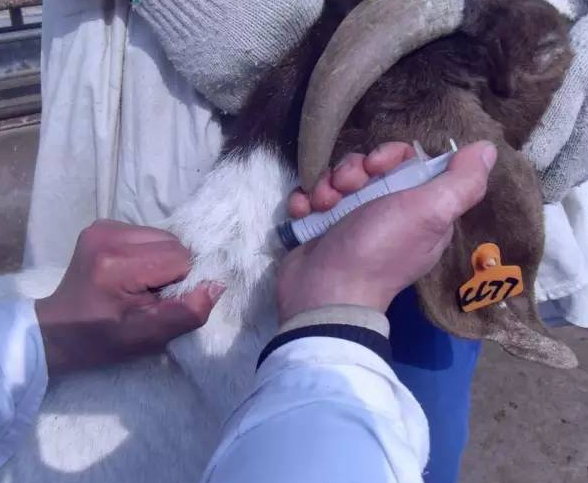 羊打针脖子部位 部门图片
