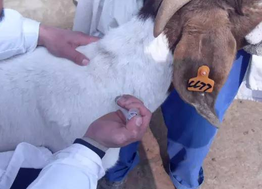 羊的注射部位一般是在颈部.